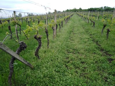 Znojemská podoblast