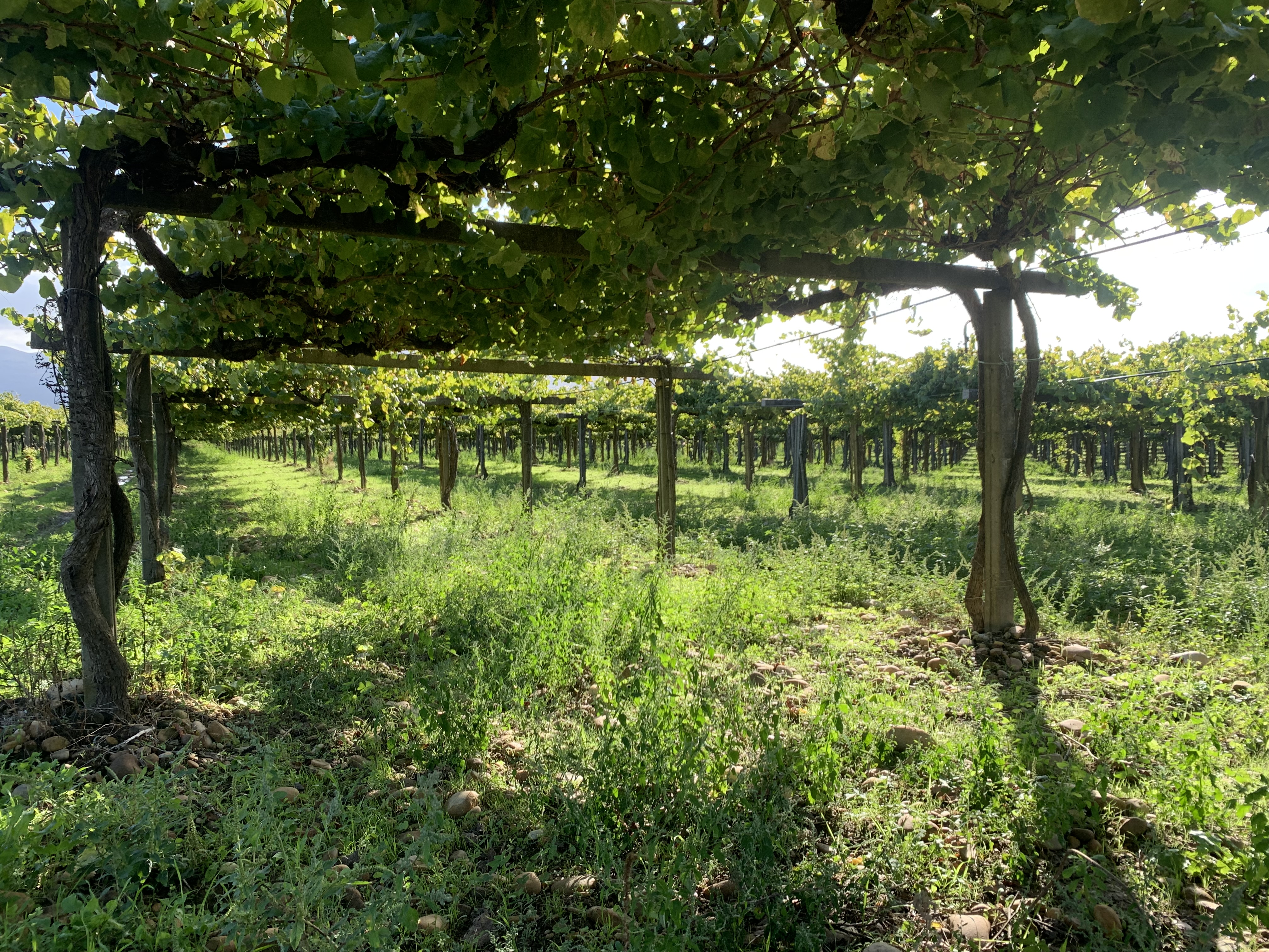 Albariño