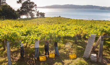 Řízená degustace bílých a šumivých vín 90+
