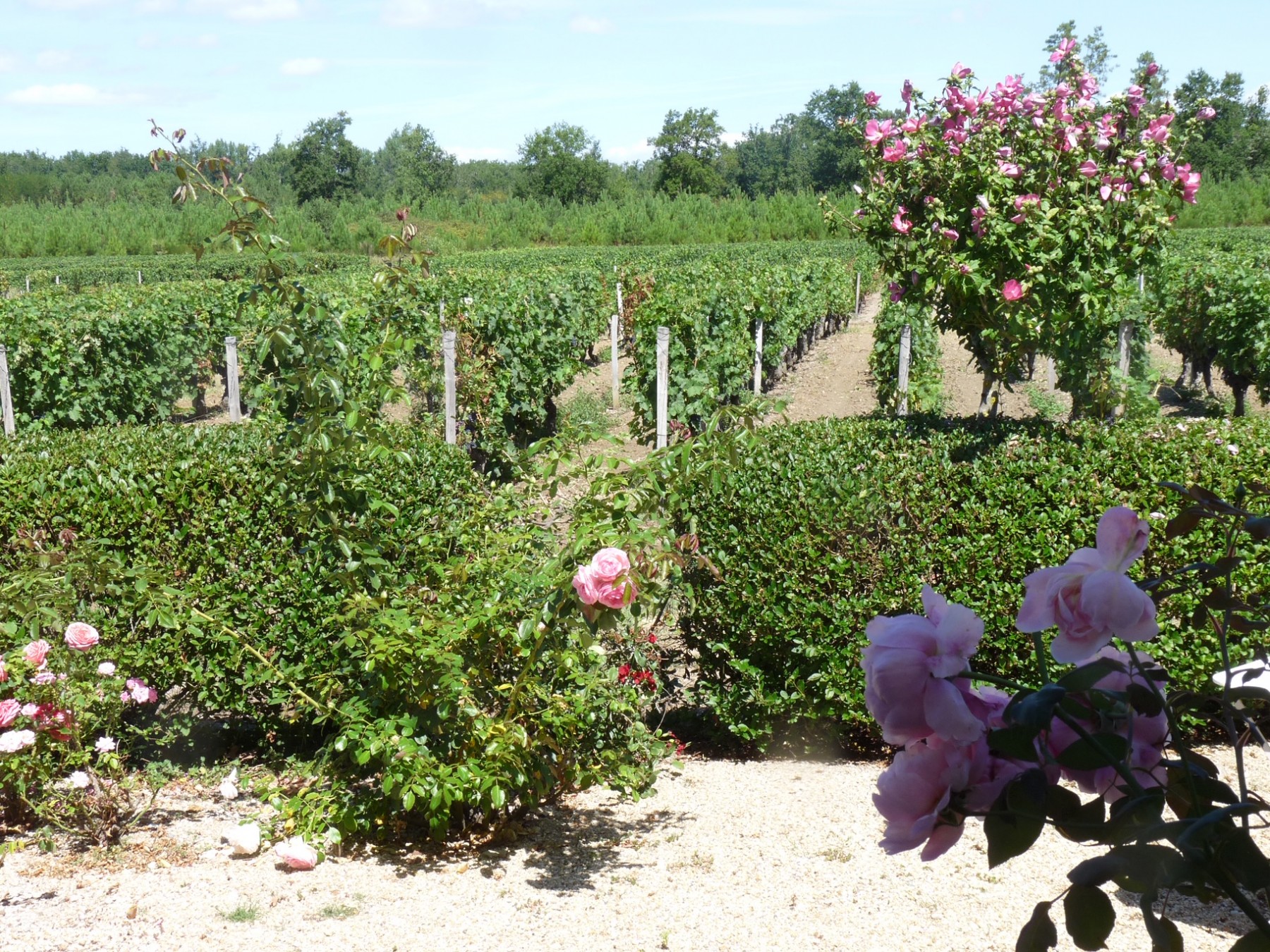 Degustace Bordeaux – Haut-Médoc ve Vindomu