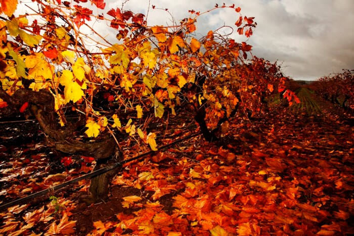 Elderton – autumn-vineyard-2-small-file
