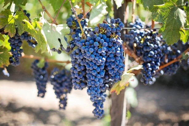 Mezinárodní den odrůdy Merlot!