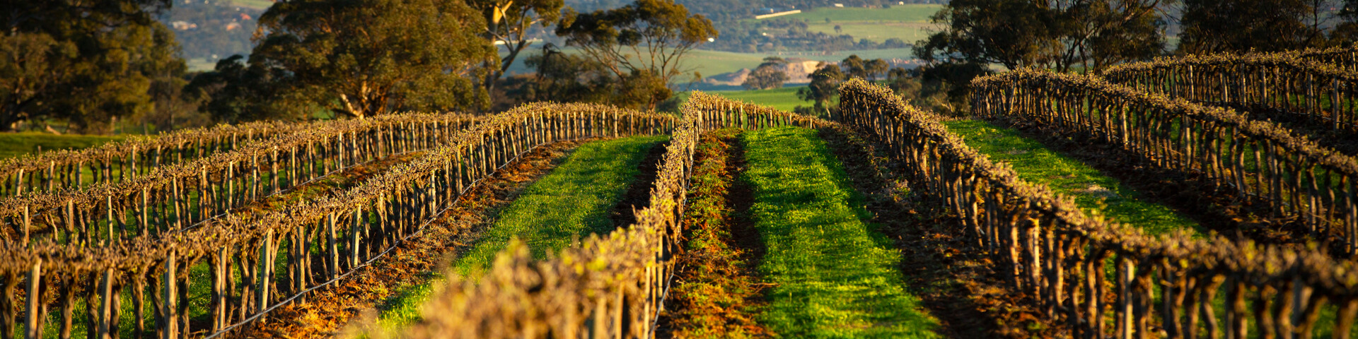 Elderton Wines