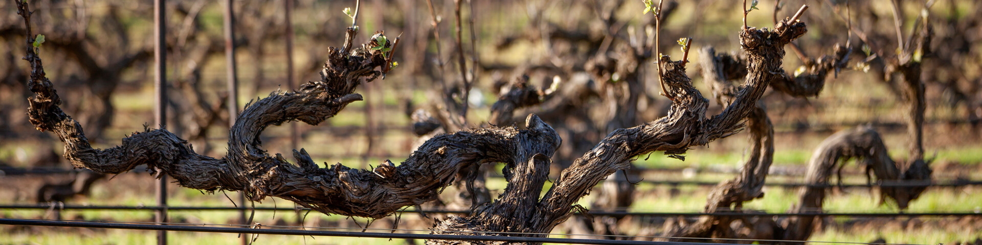 South Australia - Barossa Valley, Coonowarra, Clare Valley, Eden Valley
