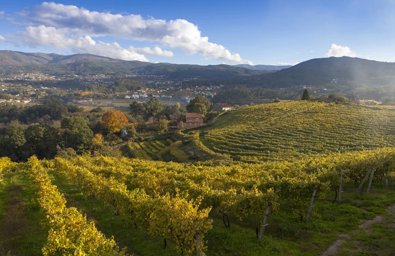 Říjen ve Vindomu: Ryzlinky, italské vinařské ikony a den Champagne